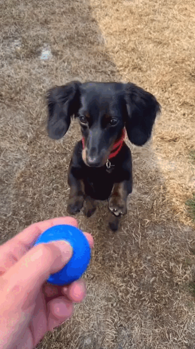 PawBall™ Active | Convierte La Energía En Diversión
